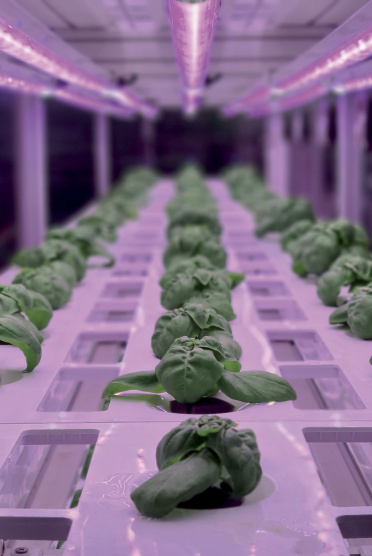 engagement_vertical_farming