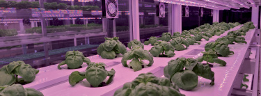 vertical_farming